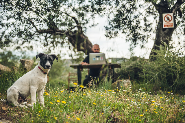 Gimli the dog observes Raymond working on computer. Photo © Aksel Jermstad